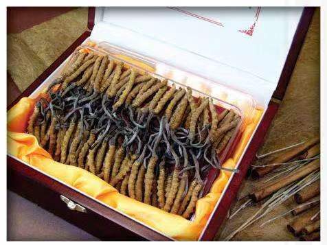 复兴冬虫夏草回收